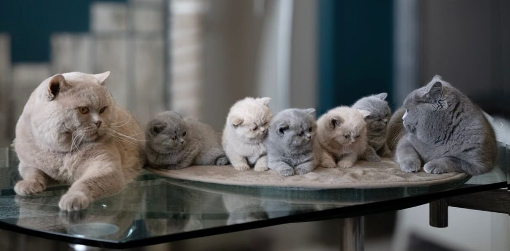 British Shorthair Culori si Modele de Blana