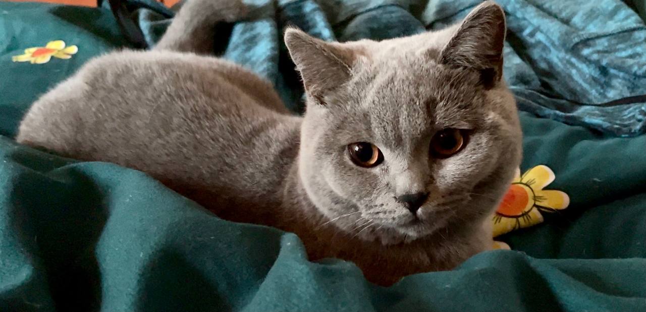 Pure British - Felisa British Shorthair