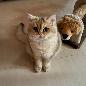 NY11 Golden british shorthair cat